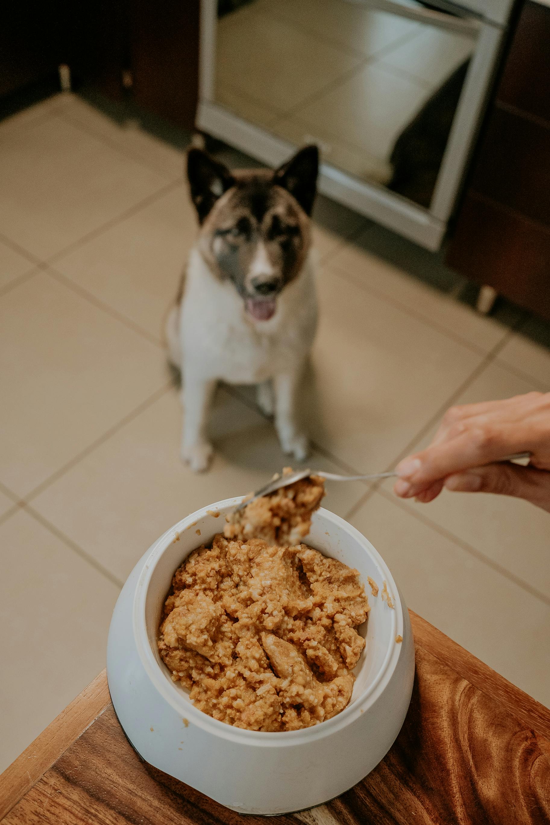 Dog Food