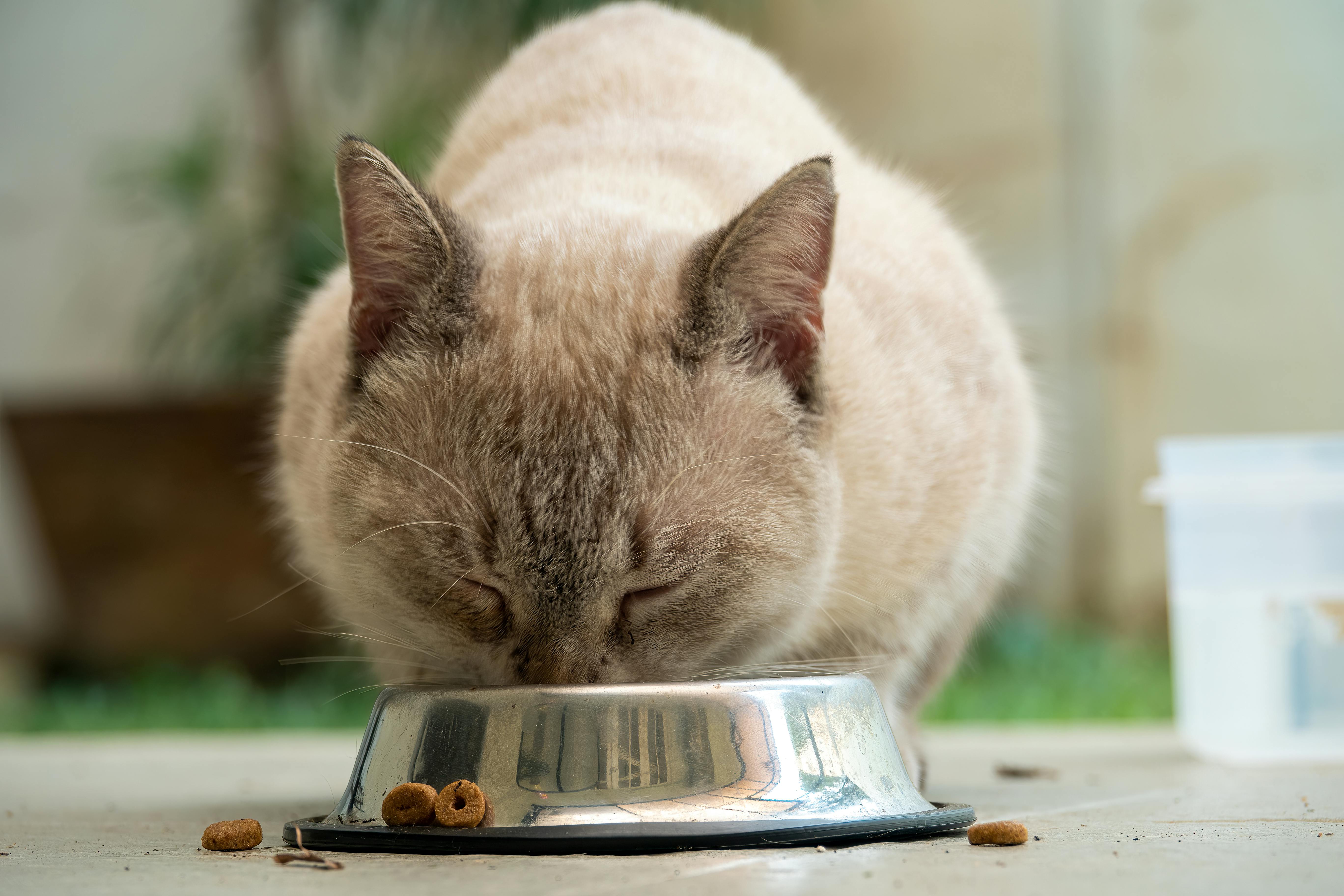 Cat Food