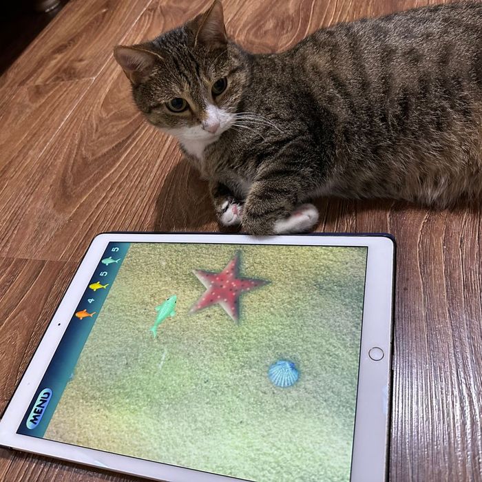 Trixie Interactive Cat Wand Toy